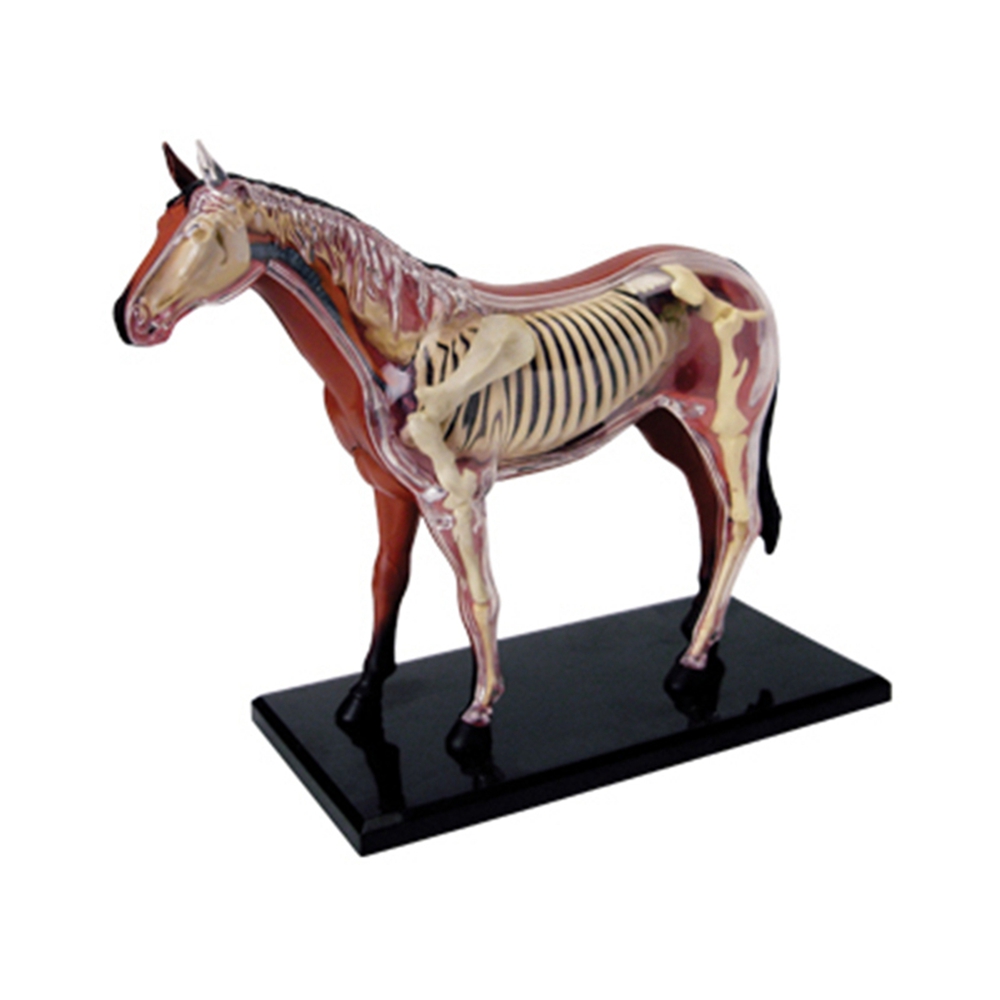 Dierlijke Orgel Anatomie Model - Science Toys Diy recensie en prijs